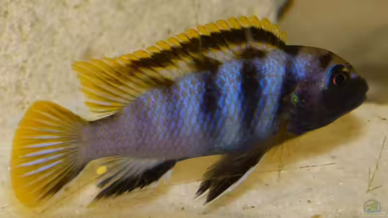 Ganz der Vater von Malawi-Freunde (21)