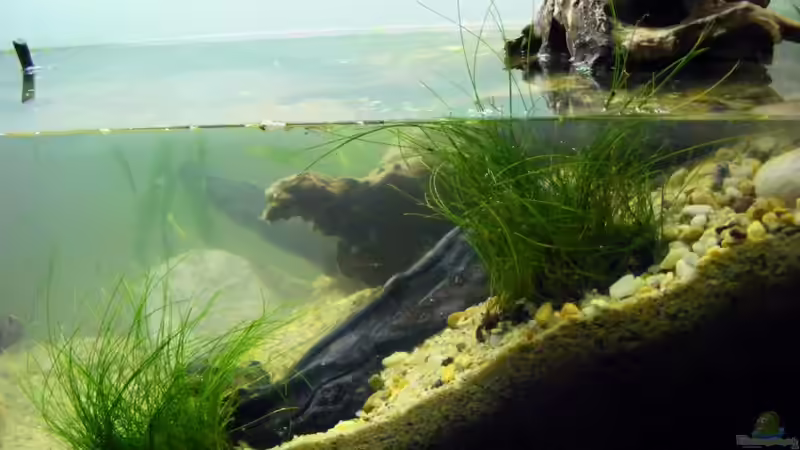 ganz frisch am 6.August 2011 von Falk (5)