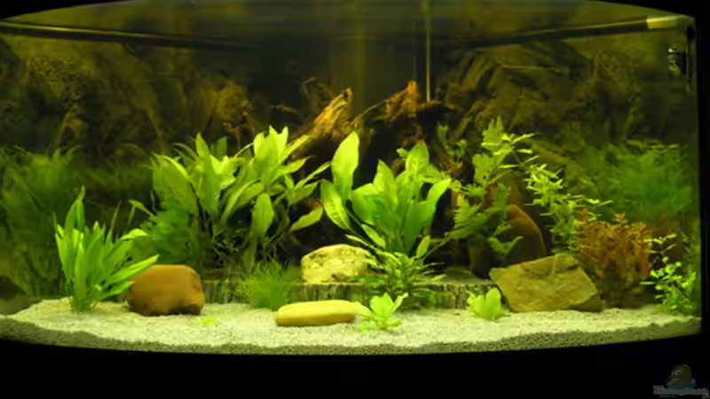 Ganz frisch aufgestellt ... von Fossybear (4)