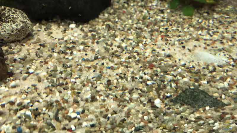 Ganz genau schauen - man sieht mindestens zwei Jungtiere in Bildmitte... von Helga Kury (3)