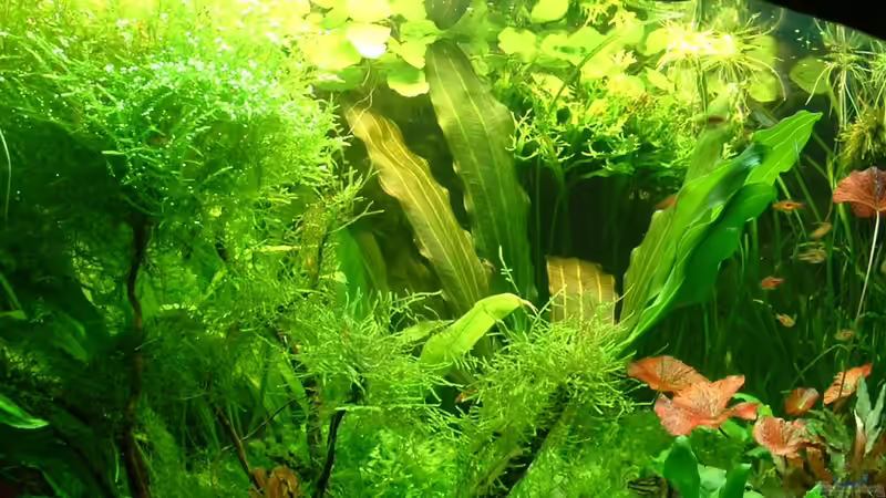 ganz heftig ausgedünnt,Februar 2011 von Herzilein (24)