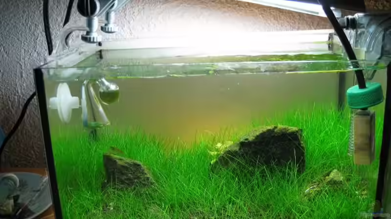 ganz knappe 4 Woche nach bepflanzung(20.5) von niva (6)