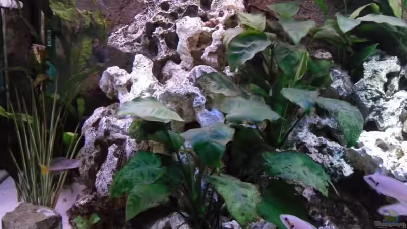 ganz links von Uwe Baumgarten (6)