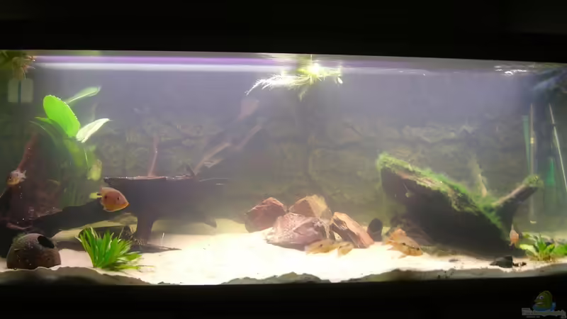 Ganz neu, jetzt mit Geophagus!