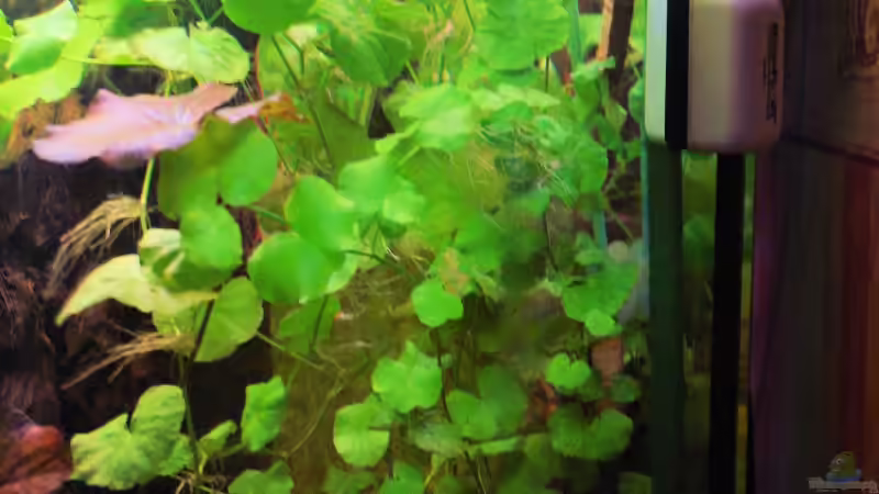 Ganz Rechts. Brasilianischer Wassernabel. von WSS (9)