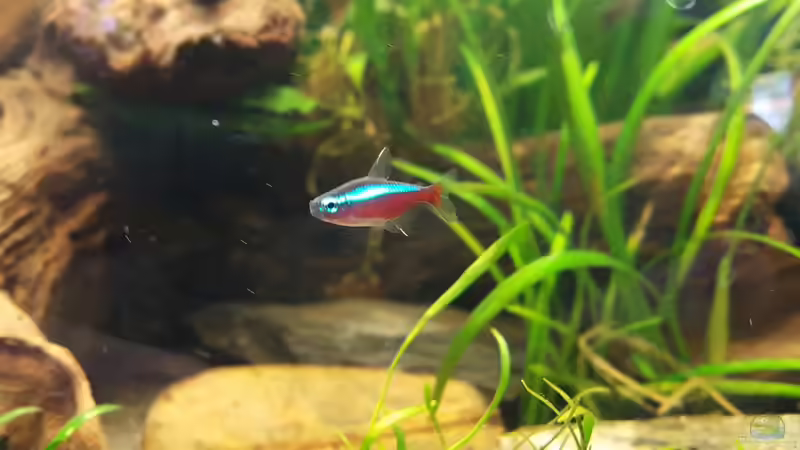 ganz schön dick :) von painless Tdb-music (22)