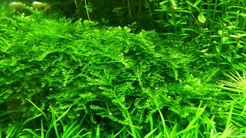 Ganz schön moosig.... von Helmut Kreutmayer (7)