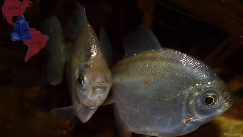 Ganz schön scharfe Zähne, er ist nahe verwand mit den Piranhas, aber ein Pflanzenfresser. von GGuardiaNN (85)