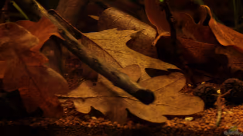 ganz viel Laub von die Perle... (19)