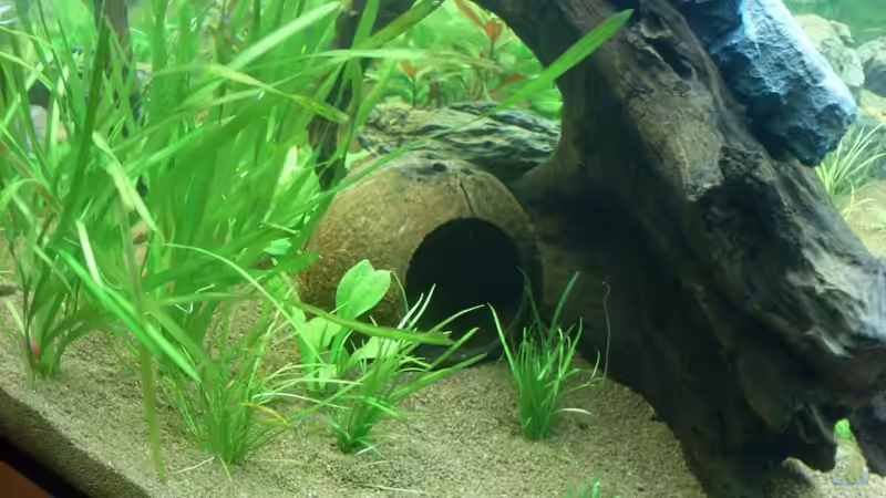 Ganze Kokosnuss mit großem Loch von Springer (41)