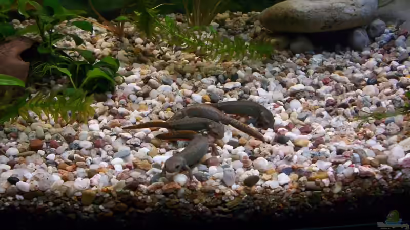 ganze Rasselbande bei der Futtersuche von Nicky (12)