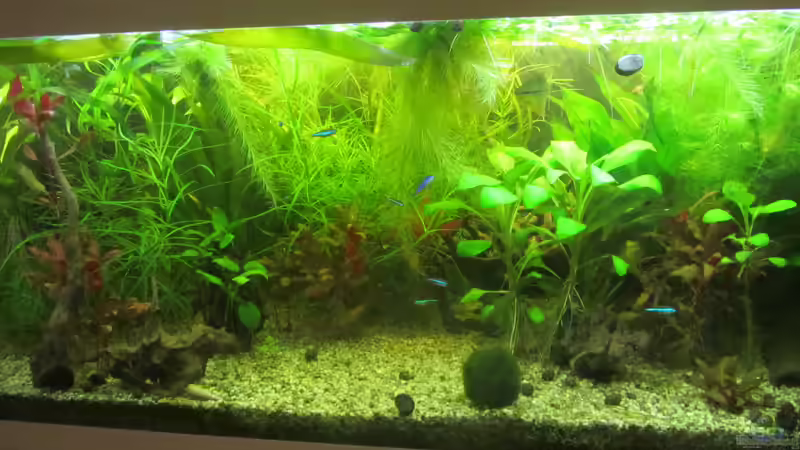 Ganzes Becken von Mofafi-Liebhaber (13)