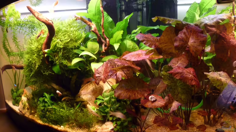 Ganzes1 von tanja4 (6)