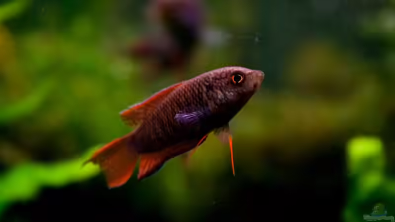 Gar nicht schüchtern: Der Kleine ist ca. 6 Monate alt und schon so schön rot von Pete (18)