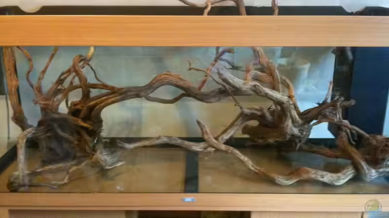 Gar nicht so einfach die Wurzeln ins Aquarium zu bekommen, wegen den Querstreben von johnK (21)