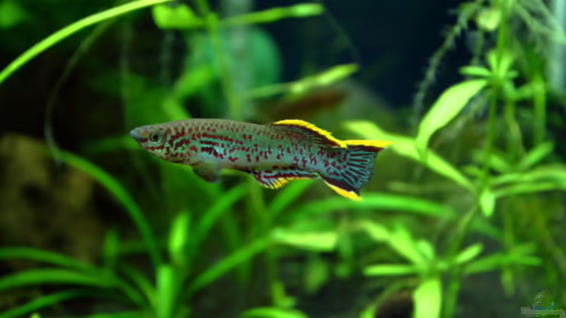 Gardeners Paradise von Blue (1)