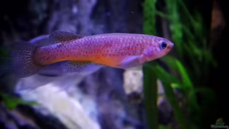 gardneri  Weibchen von snooze (94)