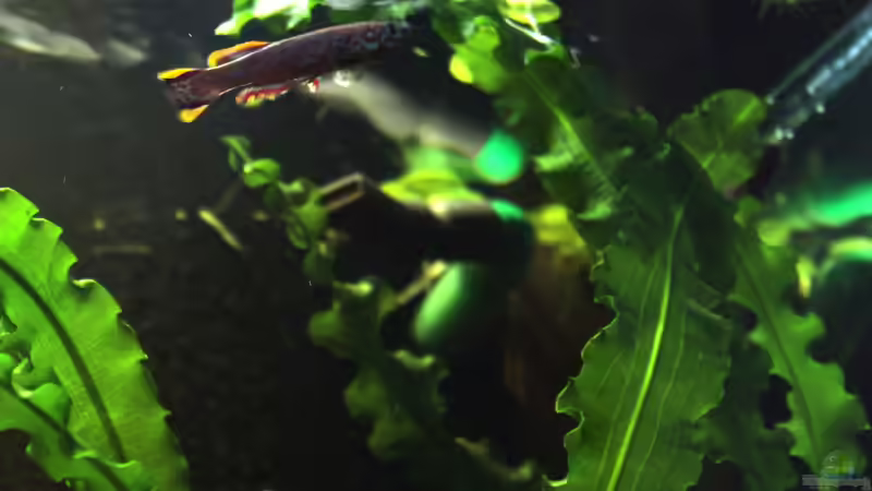 gardneri Männchen von die Perle... (65)