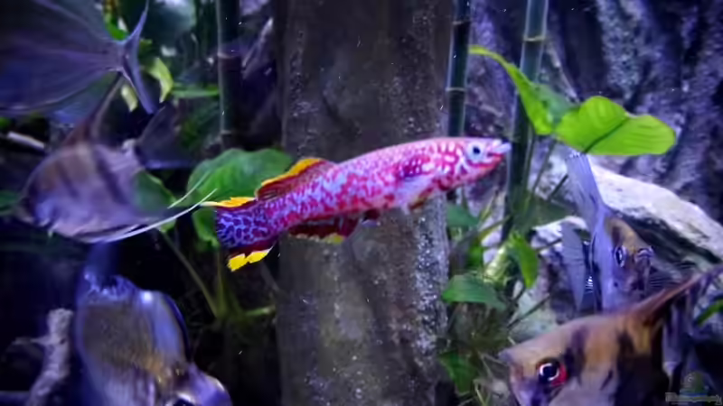 Gardneri Männchen von snooze (93)