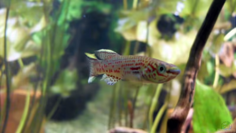 Aquarien mit Aphyosemion australe (Bunter Prachtkärpfling)