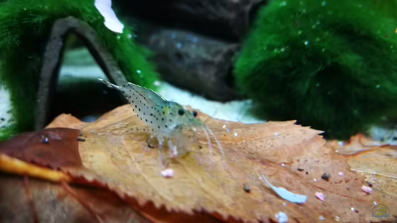 Garnele  von gonzi (16)