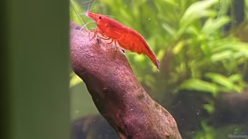 Garnele  von Ottche (57)