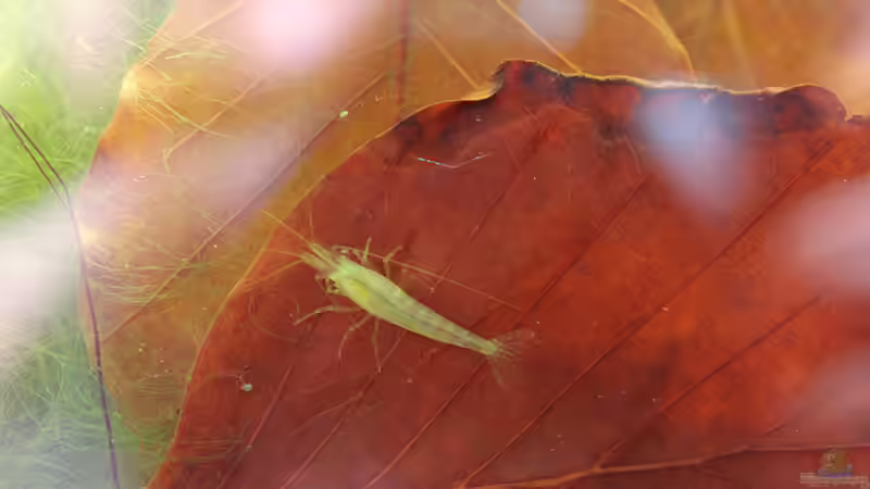 Garnele am 27.07.2016 - warum ist mein alter Stamm bloß so blass geworden? von Laufilauf (34)