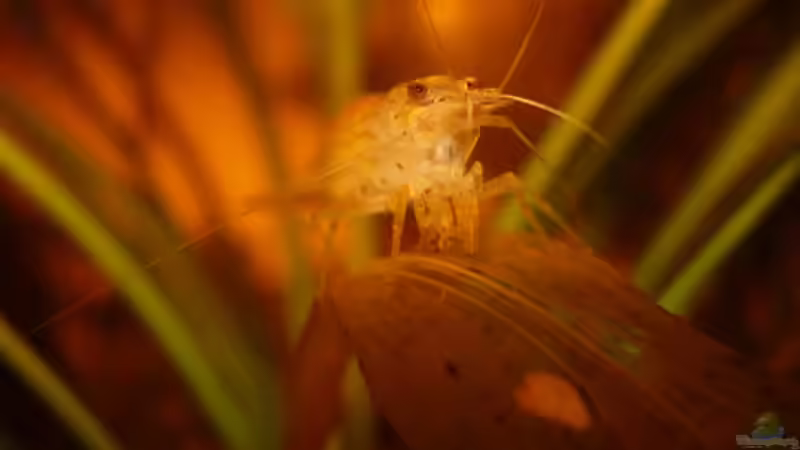 Garnele an Laub... von Alexander Schild (6)