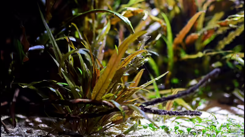 Garnele auf Crypto von Tuduhi (6)