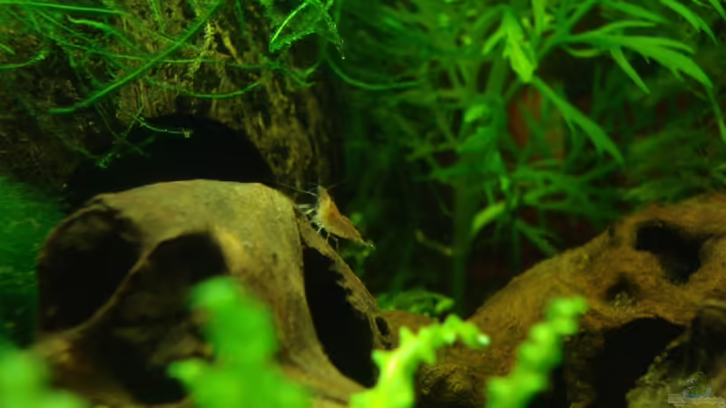 Garnele auf der liegenden Wurzel vor der Kokosnusshöhle von lunimami (8)