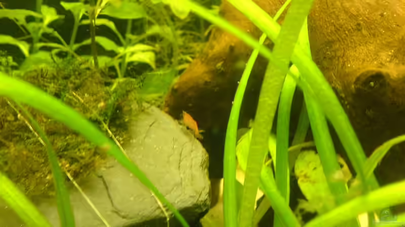 Garnele auf der Steinhöhle von Oli (18)