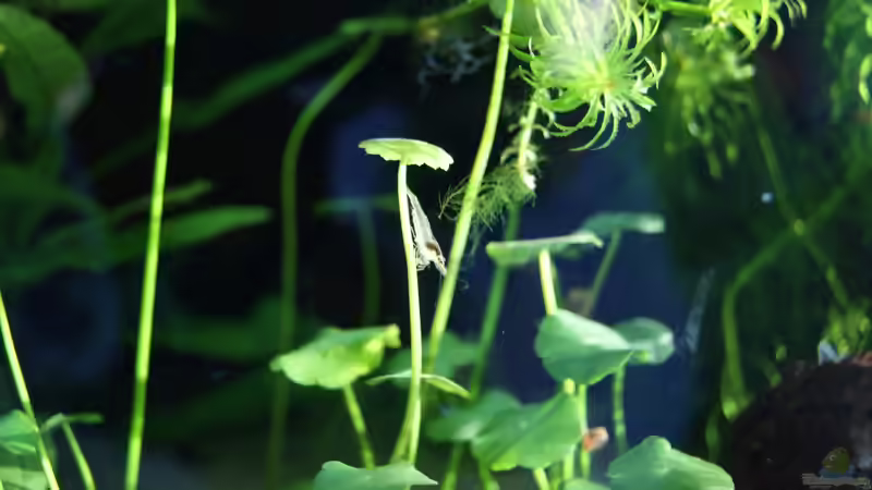 Garnele auf Hutpilz von Hamstermaus (20)