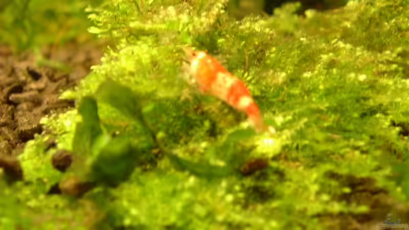 Garnele auf Peakcockmoos von Timo Wünsche (13)