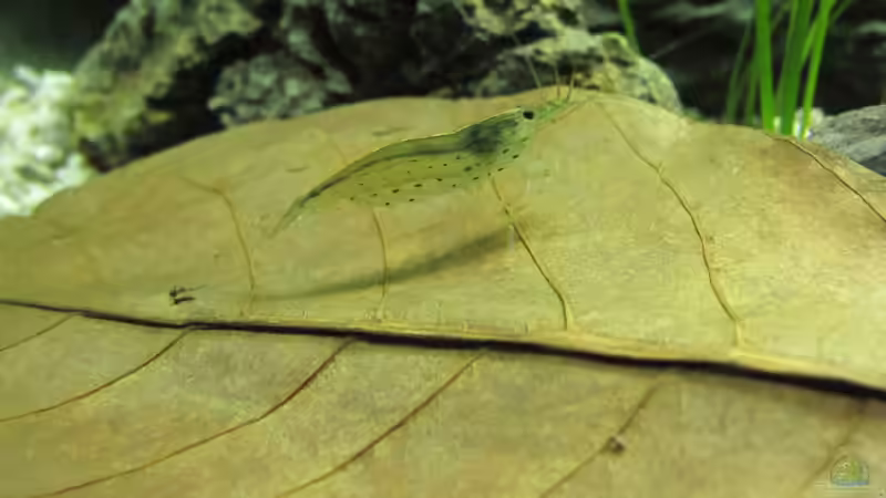 Garnele auf Seemandelbaumblatt von Locke1992 (23)