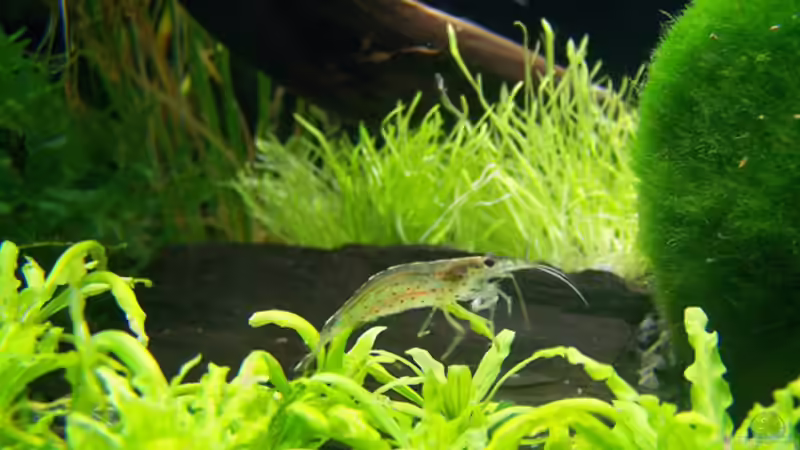 Garnele auf versteinertem Holz von Buster (10)