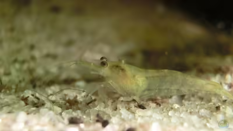 Garnele aus meinem alten Stamm nach dem Umzug auf den Balkon 21.07.2016 von Laufilauf (26)