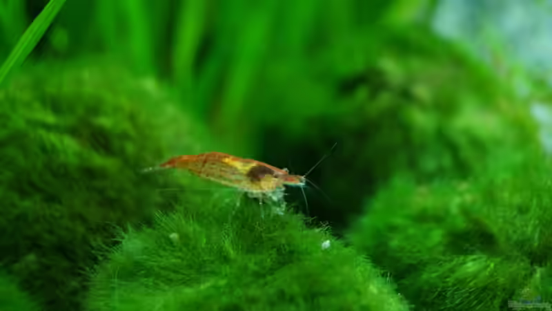 Garnele bei der Arbeit von Guido Seifert (49)