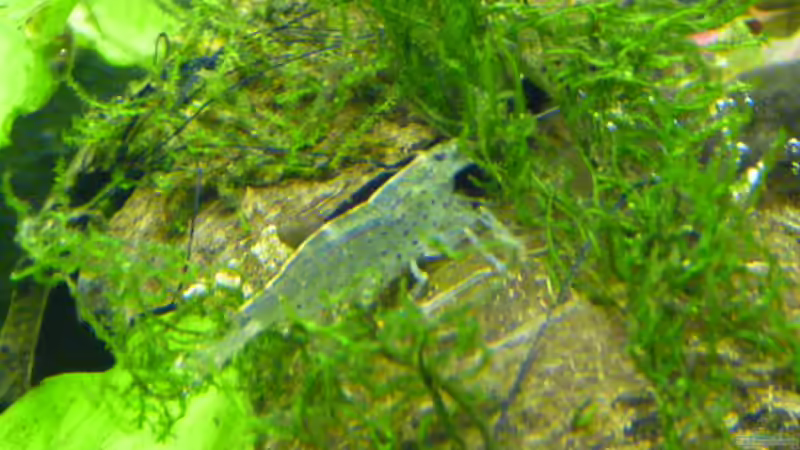 Garnele bei der Arbeit von Pogobeer (32)