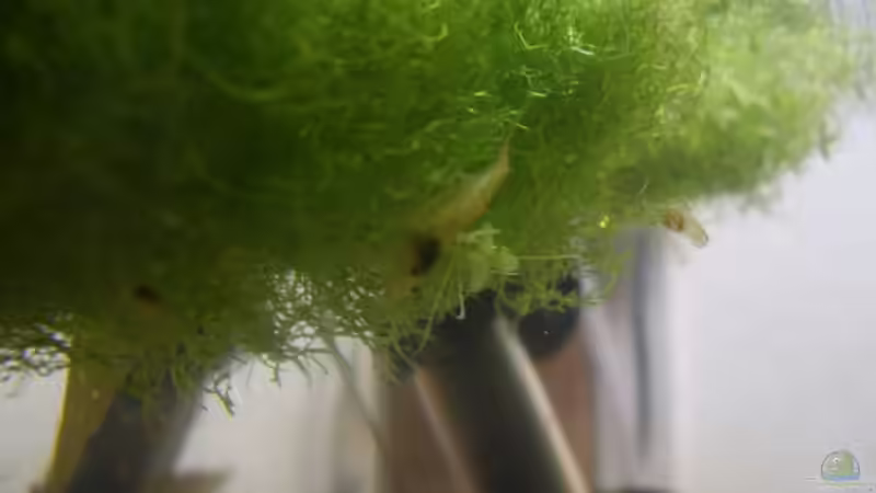 Garnele beim abgrasen von Daniel (11)