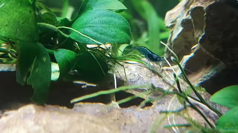 Garnele blau von Alex Rieger (25)