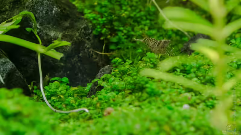 Garnele ´Brown Tiger spotted´ - eigene Nachzucht ? 02.09.15 von Betta Chris (162)
