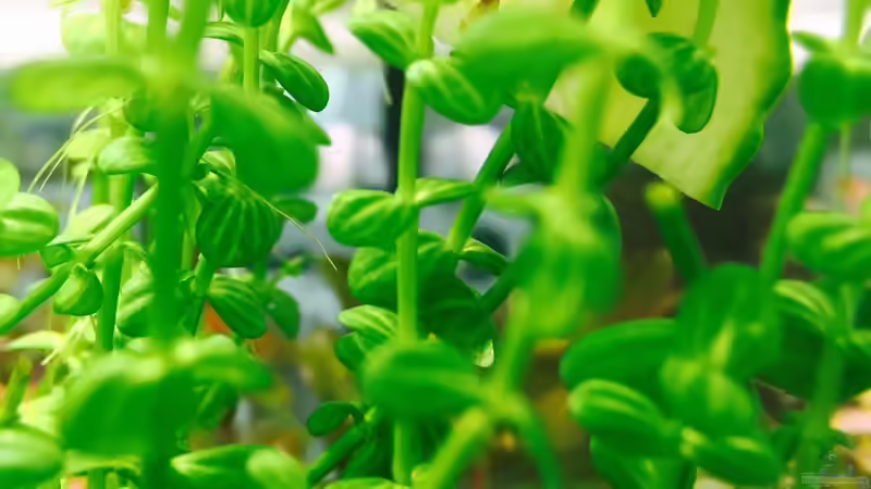 Garnele frisst Gurke von Cookiemonster (27)