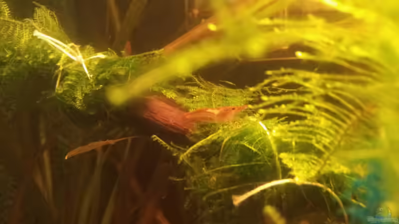 Garnele im Moos von A. Twele (3)