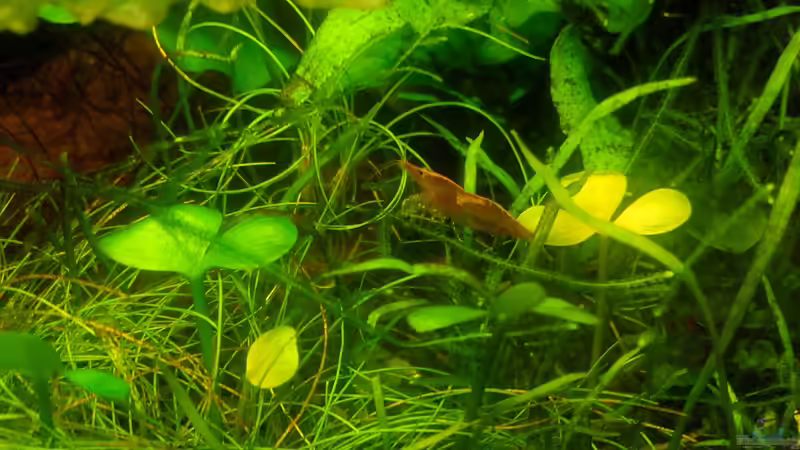 Garnele in Pflanze von Scaper (11)