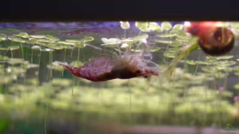 Garnele in Rückenlage von navigator1 (23)