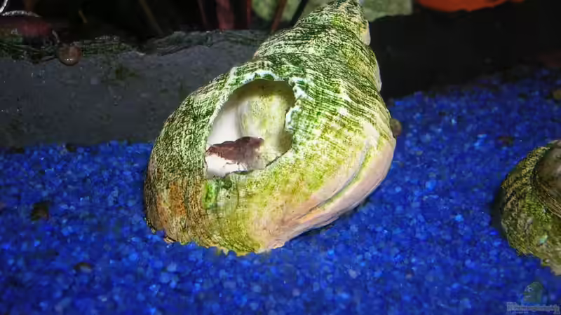 Garnele in Schneckenhaus von Patrick Gisi (5)