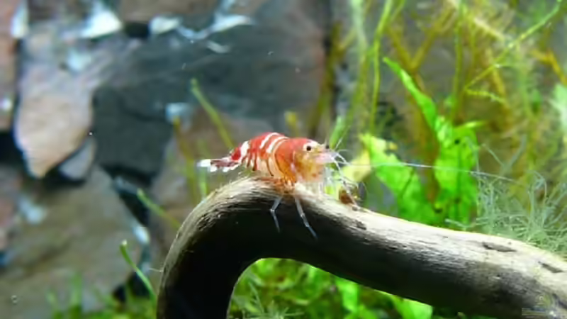 Garnele mal ganz neugierig von Thomas Zehren (10)