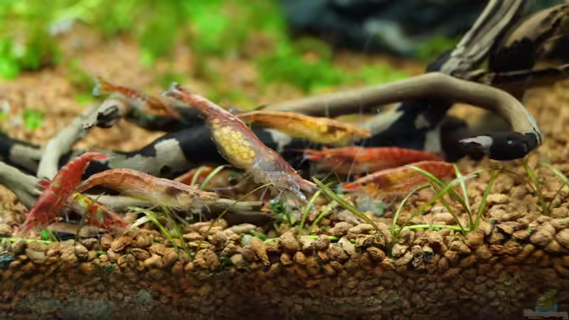 Garnele mit Eiern von Guido Seifert (32)