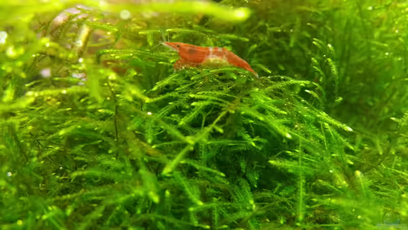 Garnele mit Eiern von Ichigo (58)