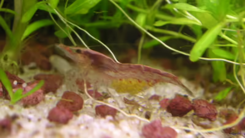 Garnele mit Eiern von Jasmin Lütticke (18)